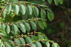 Breynia vitis-idaea